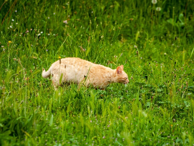 Kat die op het grasveld staat