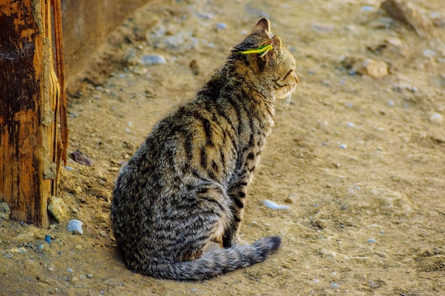 Foto kat die op het land zit