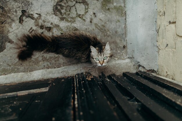 Kat die staart naar de camera in hoge hoek