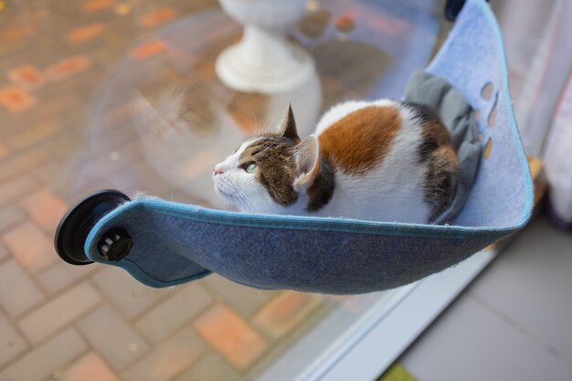 Kat die thuis in bed op glas aan de muur ligt.