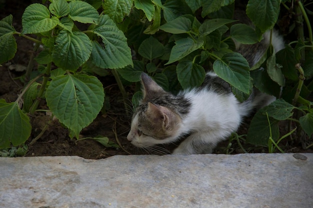 Kat die wacht om vogels in een tuin te vangen.