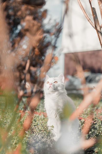 Foto kat die wegkijkt bij planten