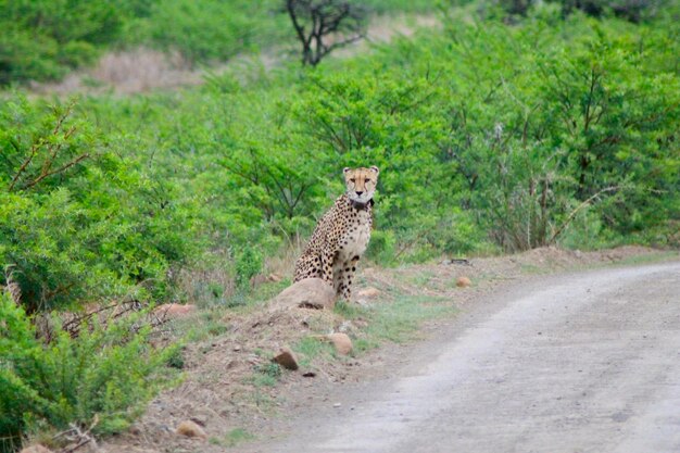 Foto kat die wegkijkt op de weg tussen de bomen