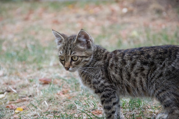 Foto kat die wegkijkt op het veld