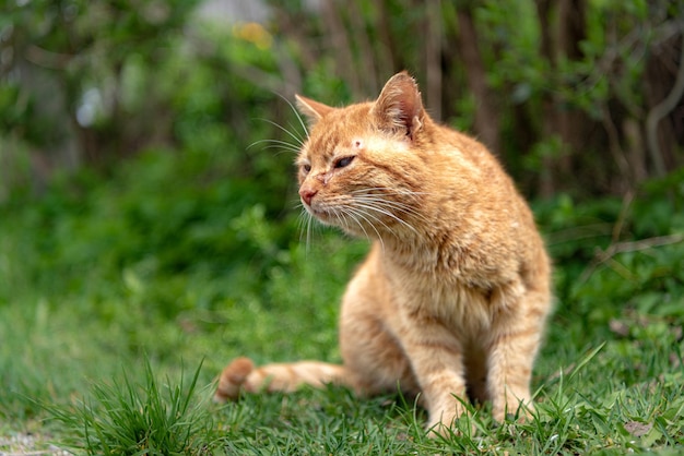 Kat die wegkijkt op het veld