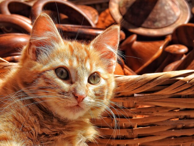 Foto kat door vliezen mand