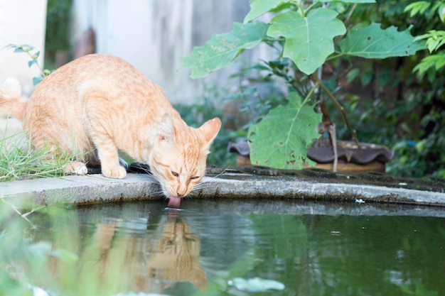 Kat drinkt water uit de vijver