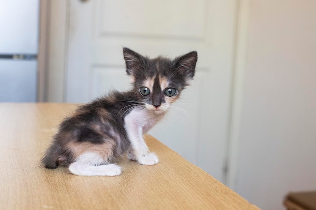 Kat. Een opvang voor zwerfkatten. Hulp voor dakloze dieren.