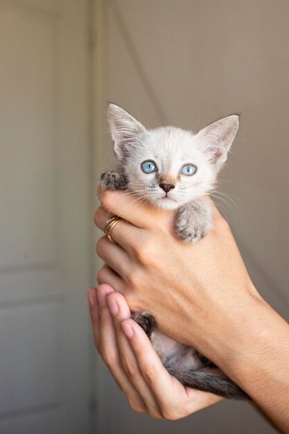 Kat. Een opvang voor zwerfkatten. Hulp voor dakloze dieren.