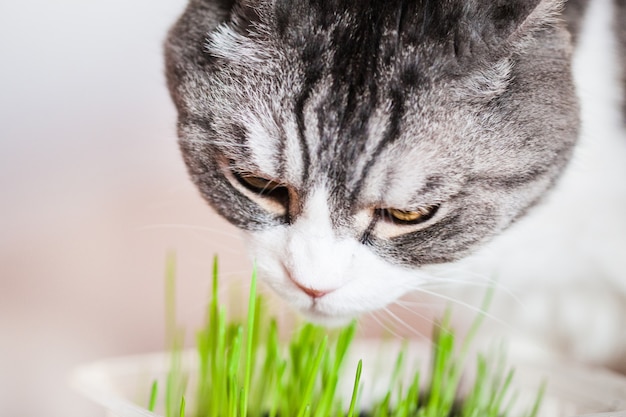 Kat eet gekiemd gras voor hem, de gastvrouw ontsproot gras voor katten.