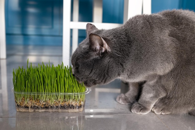 Kat eet gras in een bak