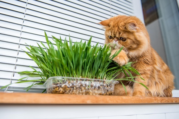 Kat eet vers groen gras kattengras huisdierengras natuurlijke haarbalbehandeling Perzische exotische kat