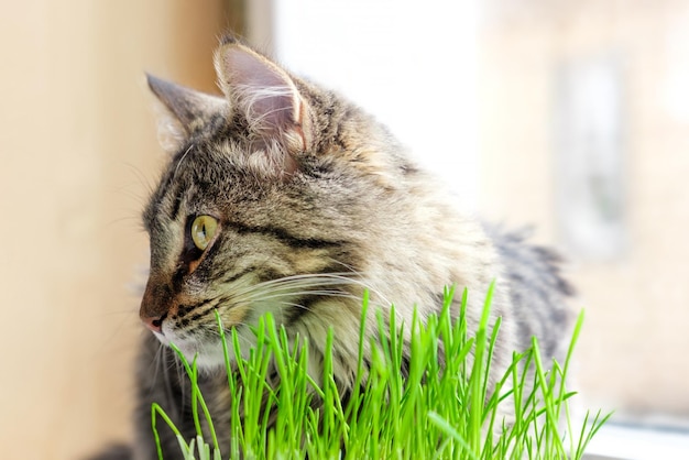 Kat eet vers groen gras, snuift en kauwt op een kattenkruid Leuke bruine tabby kat zit naast een plantenpot met groene haver Natuurlijke haarbalbehandeling Concept van de gezondheid van huisdieren