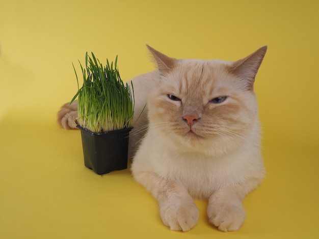 Kat eet vers groen gras.