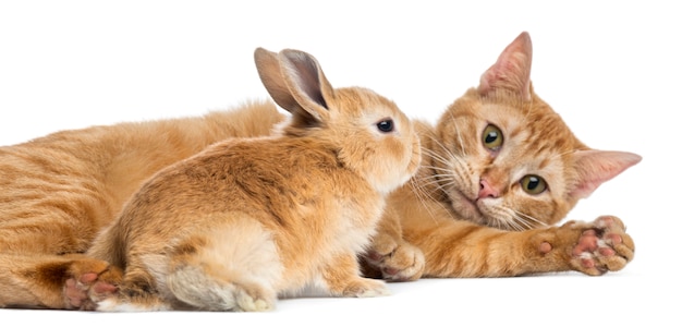Kat en dwergkonijn Rex geïsoleerd op wit