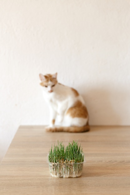 Foto kat en gras dat je kunt eten.