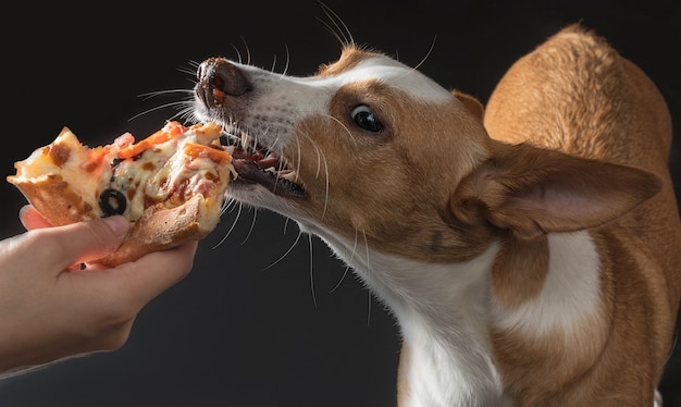 Kat en hond krijgen pizza