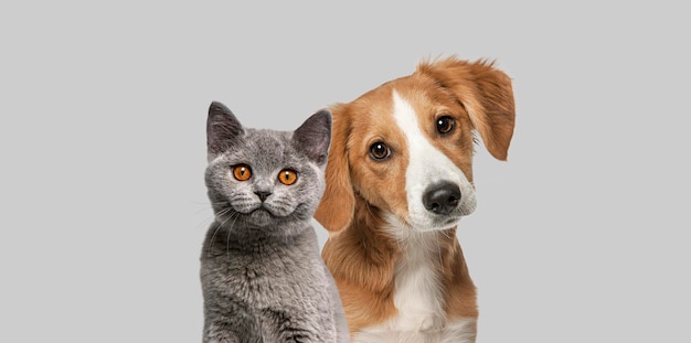 Kat en hond samen kijken naar de camera geïsoleerd op grijs