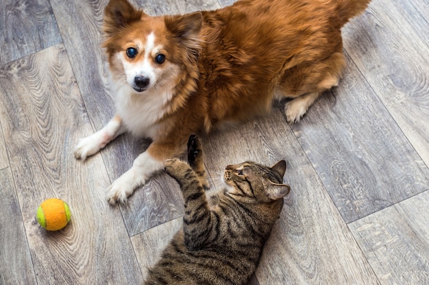 Kat en hond spelen samen in het appartement met een bal. Close-up portret.