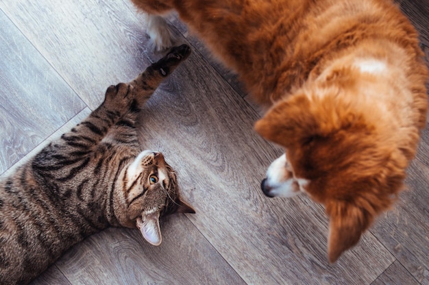 Kat en hond spelen samen kat en hond in het appartement close-up