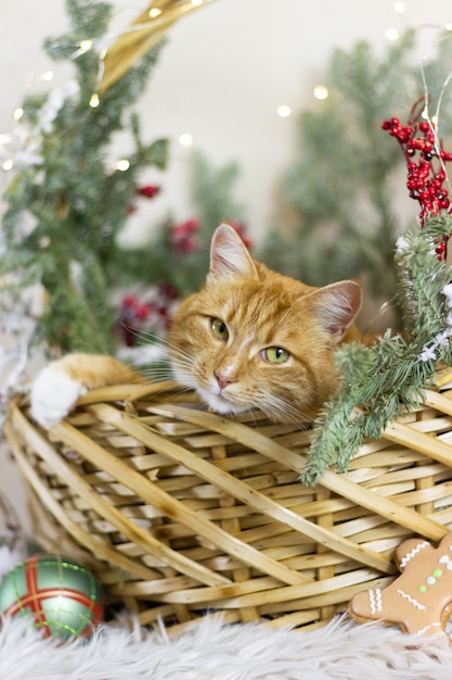 kat en kerstvakantie Kerstdecor