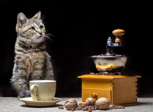 Foto kat en koffie op tafel.