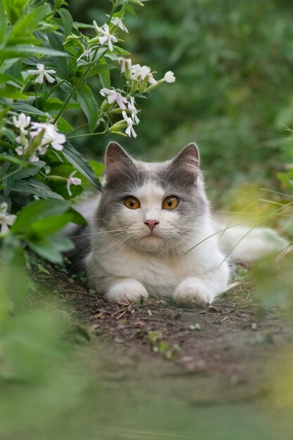 Kat en planten. Kat met pluizige staart die wegloopt. Kat ontspannen in de tuin
