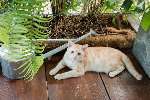 Kat en planten