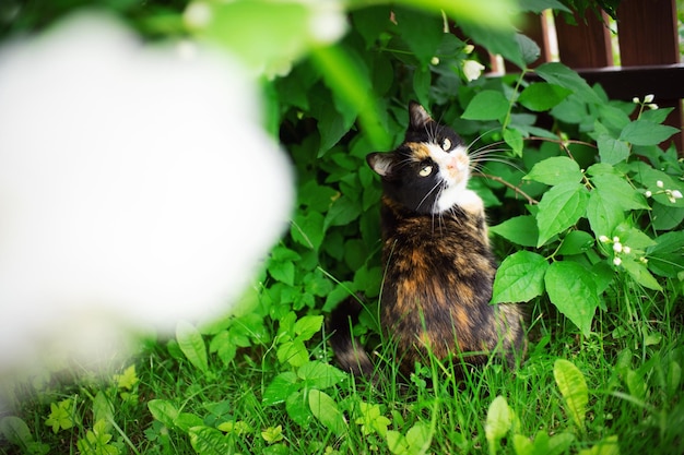 Kat en struik De kat zit in de tuin en koestert zich in de zon Een struik van bloeiende jasmijn verborg de kat in de schaduw