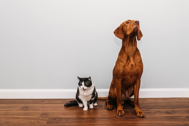 kat en vizsla-hond zitten naast elkaar en kijken in verschillende richtingen