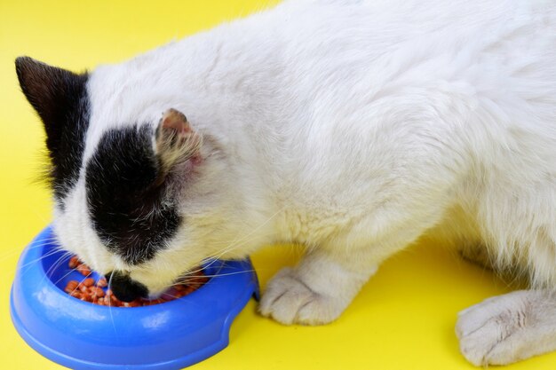 Kat eten geïsoleerd op een gele achtergrond