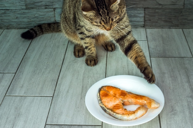 Kat gaat gebakken visforel van het bord eten