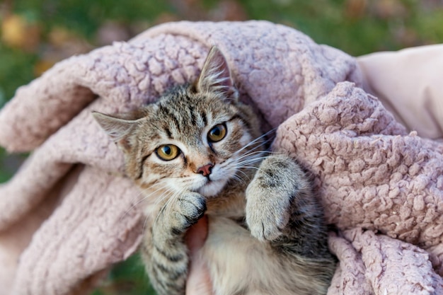 Kat gewikkeld in een deken
