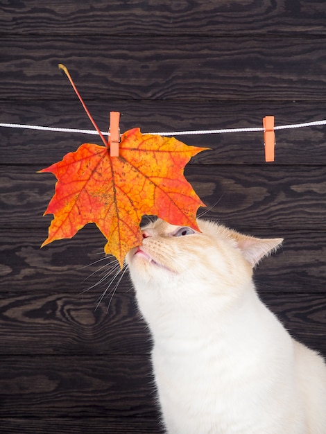 Kat het spelen met een stuk van esdoorn, in de herfst