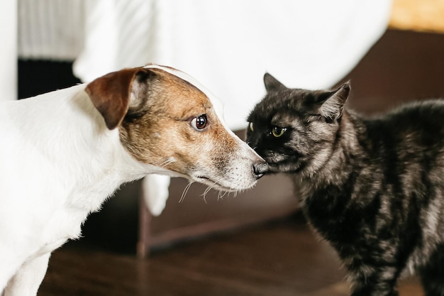 Kat Hond Jack Russell Terriër Europese kat Huisdieren Dierlijke thema's