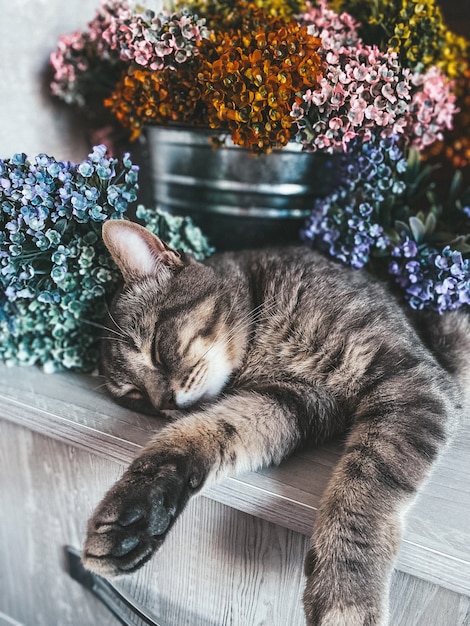 Foto kat in bloemen