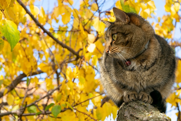 Kat in de herfst zit op een boom met vergeelde bladeren in de tuin