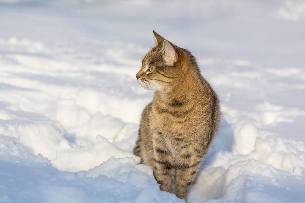 Kat in de sneeuw in het winterseizoen