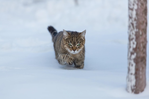 Kat in de sneeuw in het winterseizoen