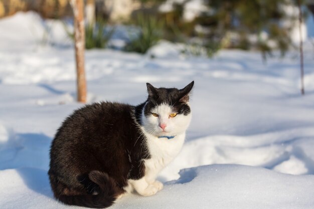 Kat in de sneeuw in het winterseizoen