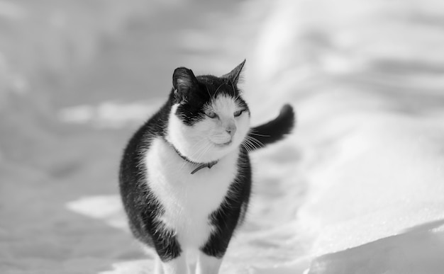 Kat in de sneeuw in het winterseizoen