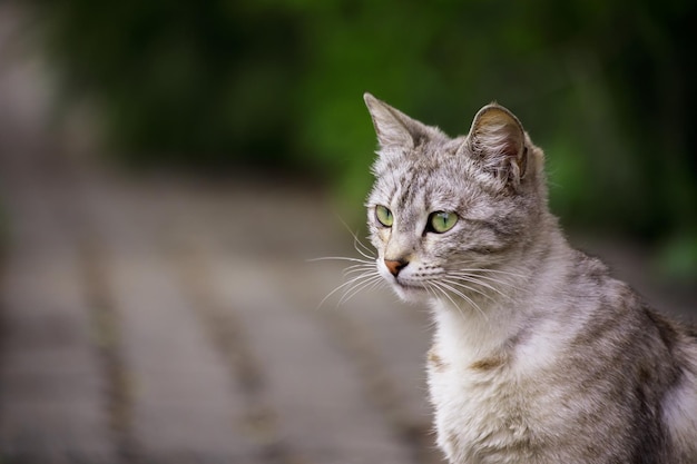 Kat in de straat