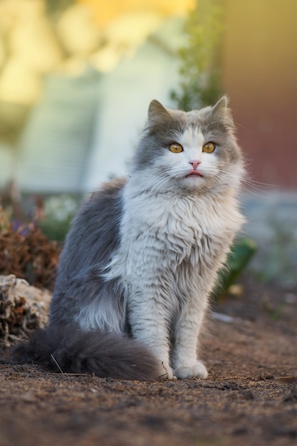 Kat in de tuin die zijn gezicht likt