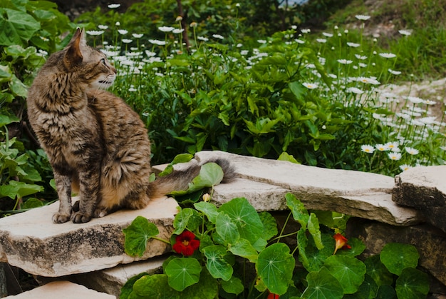 Kat in de tuin in Brazilië