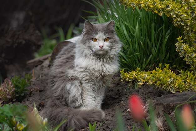 Foto kat in de tuin met bloemen op de achtergrond kitten zit bij een bloembed