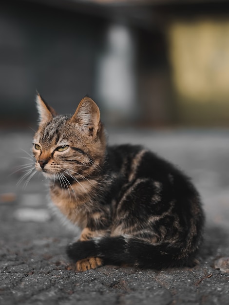 kat in de tuin