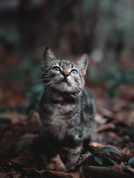 kat in de tuin