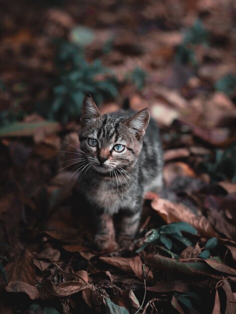 kat in de tuin