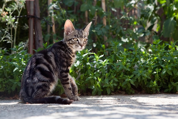 kat in de tuin