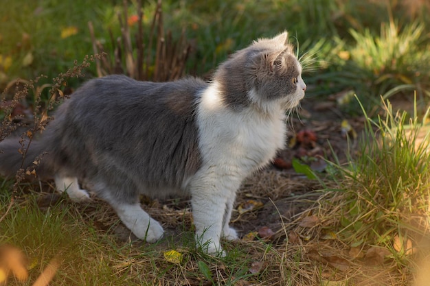 Kat in de wei met paardebloem die rond bloeit Kat met bloemen buiten